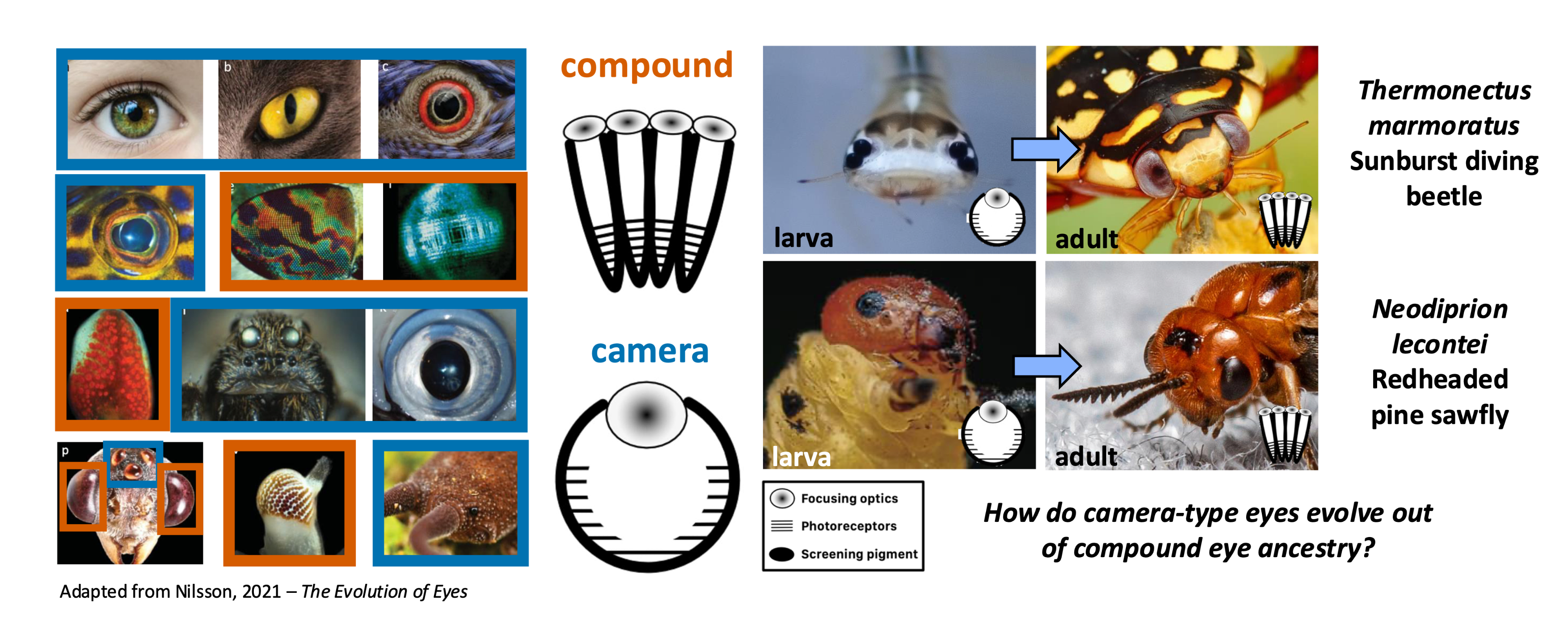 Holometabolous insect larvae as models to study how compound and camera-type eyes evolve out of a common genetic toolkit.