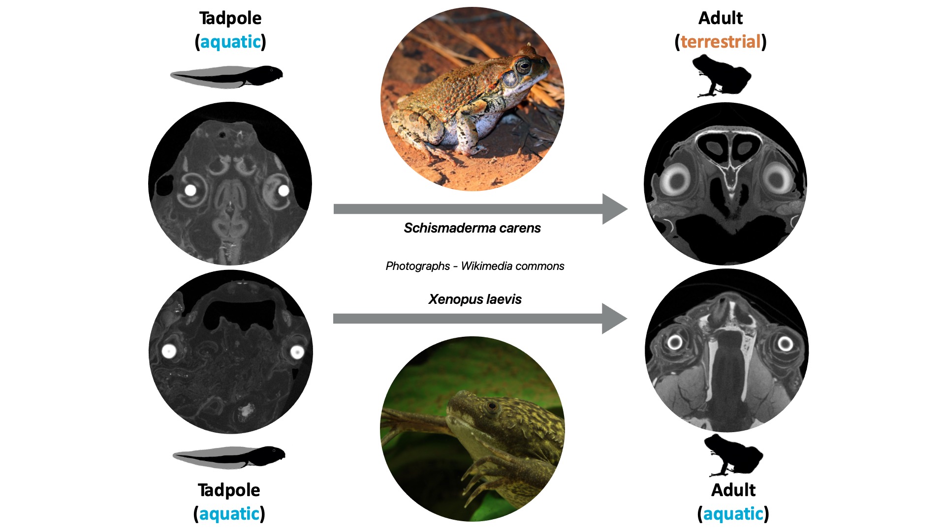 Lens shape is correlated with ontogeny and ecology in frogs and toads
