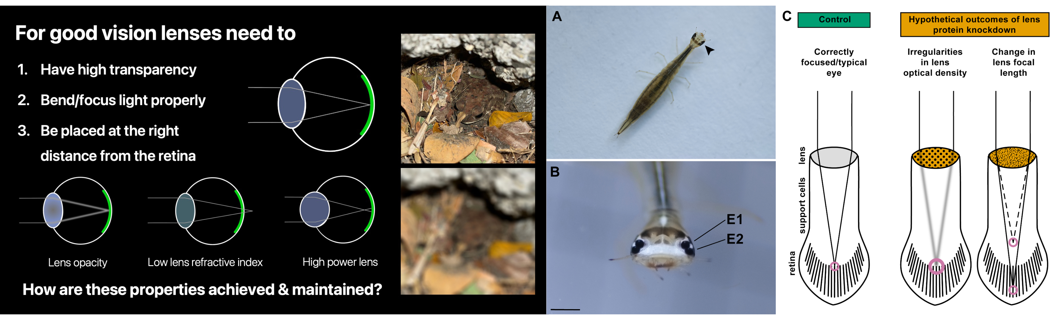 Lenses are vital components of well functioning eyes. T. marmoratus camera-type eyes have been developed as a model to study lens construction and coordinated eye growth.